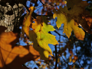 Feuilles d'automne