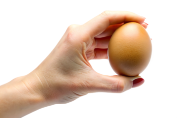 Fair skin hand holding light brown chicken egg isolated on a transparent background 2