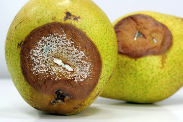 Overripe and rotten pears. Pears covered with mold. Process of spoiling fruits