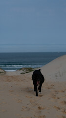 Black Labrador Dog Playing In Nature Forest And Sand Dunes Outdoor Pet Fun Animal Adventure Summer Wildlife Canine Running Freedom Landscape Travel