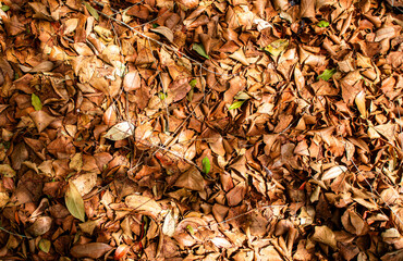 leaves