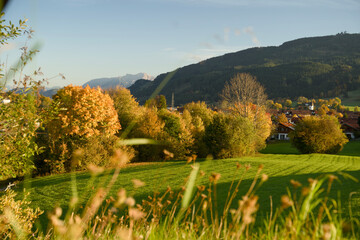 Obraz premium Golden autumn trees in Indian summer colors at sunset in Nesselwang, East Allgäu Alps. Soft evening light on German Alps during sunny fall day in Bavaria. Goldener Herbst Bayern.