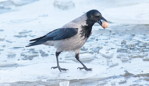 crow in snow