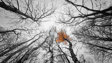 Looking up at the bare branches of autumn trees. There is one tree with yellow leaves against a gray sky. Black and white