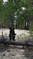 Black Labrador Dog Playing In Nature Forest And Sand Dunes Outdoor Pet Fun Animal Adventure Summer Wildlife Canine Running Freedom Landscape Travel