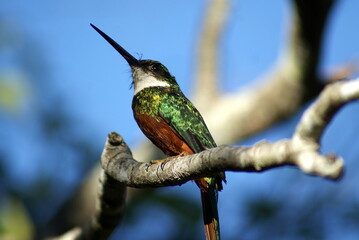 rufous-tailed jacamar