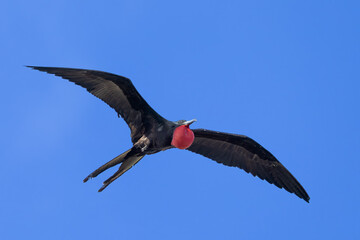 Magnificent Frigatebird male