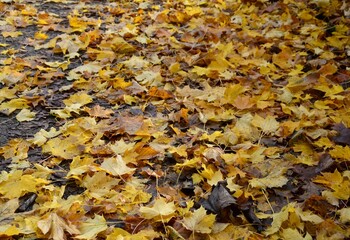 Blätter auf dem Weg