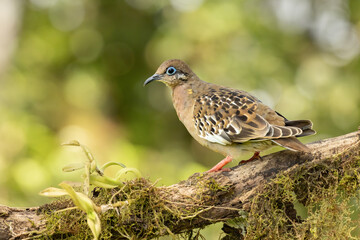 Galapagos Dove