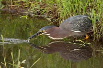 Green Heron