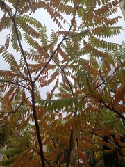 green leaves of tree