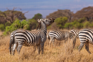 Fototapeta premium Amboseli National Park, Kenya: Plains Zebra Yawning in the Dry Savanna