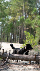 Black Labrador Dog Playing In Nature Forest And Sand Dunes Outdoor Pet Fun Animal Adventure Summer Wildlife Canine Running Freedom Landscape Travel
