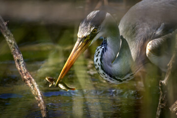 Graureiher (Ardea cinerea) Nahaufnahme bei der Jagd mit erbeutetem Fisch im Schnabel - Schwenninger Moos, Deutschland