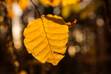 Close-up of a yellow autumn leaf illuminated by the setting sun