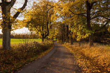 Autumn road lined with old trees and beautiful yellow leaves, Czech Republic