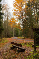 Bench by a path in the middle of an autumn forest, Czech Republic