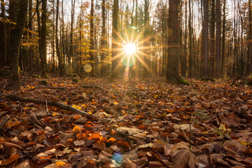 Setting sun in an autumn forest with fallen leaves in the foreground