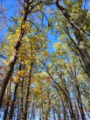 trees in autumn