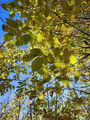 yellow maple leaves