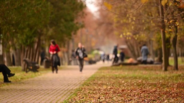 people walking in the park