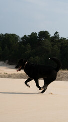 Black Labrador Dog Playing In Nature Forest And Sand Dunes Outdoor Pet Fun Animal Adventure Summer Wildlife Canine Running Freedom Landscape Travel