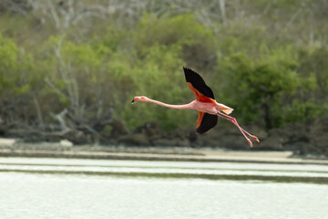American Flamingo