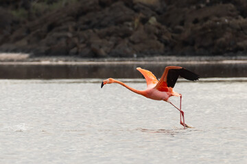 American Flamingo
