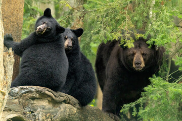 Black Bear