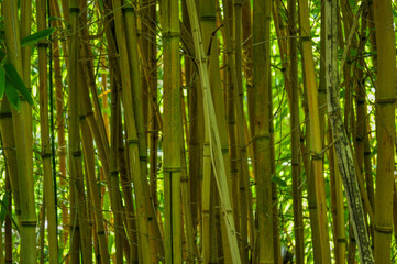 Fototapeta premium Dense Bamboo Forest with Vertical Stalks in Natural Light