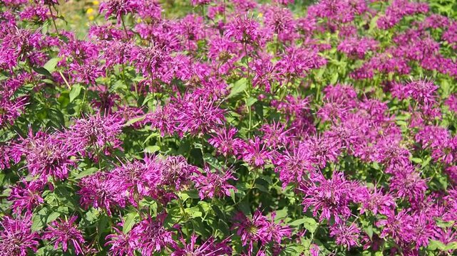 Monarda is genus of flowering plants in mint family. Monarda are used in beds and borders to attract hummingbirds, pollinating insects and insects that control garden pests. Bright pink purple flowers