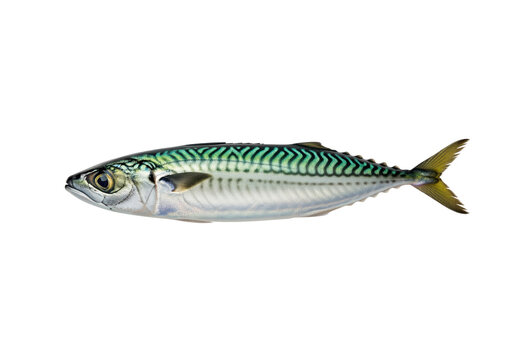 Atlantic mackerel for seafood packaging and supermarket labels about fishmongers or meal kit recipes and useful for menus and nutrition guides in omega3 education for dietitians and print catalogs