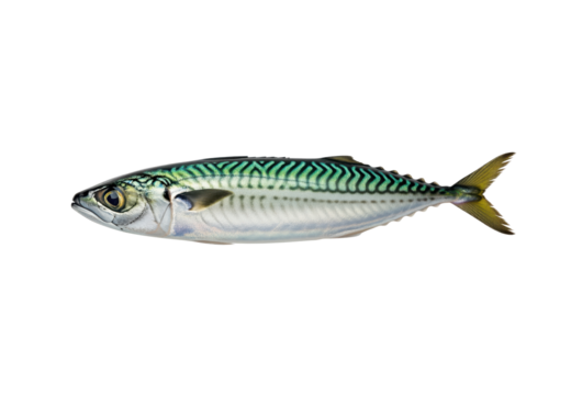 Atlantic mackerel for seafood packaging and supermarket labels about fishmongers or meal kit recipes and useful for menus and nutrition guides in omega3 education for dietitians and print catalogs