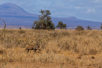 Amboseli National Park, Kenya: Warthog in the Dry Savannah Grassland of East Africa