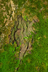 Abstract Close-up of Wrinkled Tree Bark Texture with Green and Brown Moss