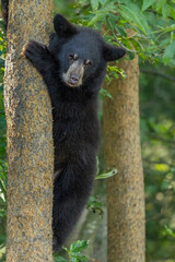 Black Bear