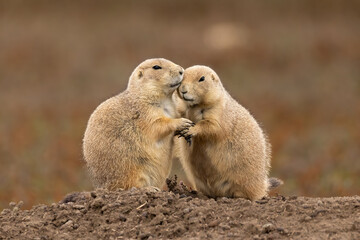Black-tailed Prairie Dog