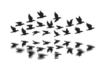 Silhouette flock of birds in flight reflected on water