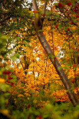 autumn in the forest