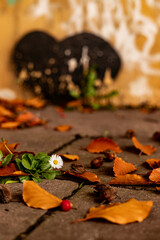 autumn leaves on the ground