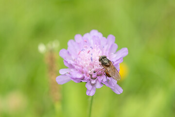 Alpine Fly Pollinates a Wild Mountain Flower Scabious in Summer