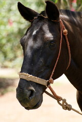 Fototapeta premium portrait of a horse