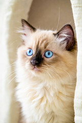 A fluffy kitten with striking blue eyes gazes outward from a warm, light-filled space. Soft fur, delicate whiskers, and a calm, curious mood create a charming pet portrait.