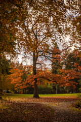 autumn in the park