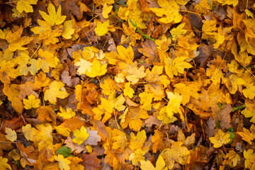yellow autumn leaves