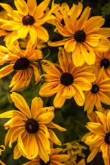 yellow chrysanthemum flowers
