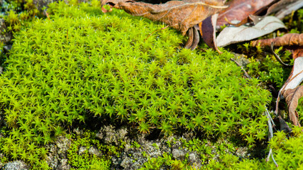 moss on the ground