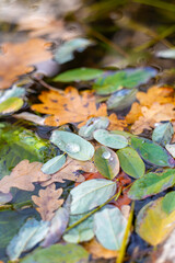 green leaves in the water