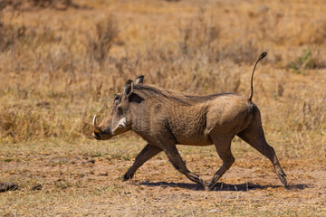 Amboseli National Park, Kenya: Warthog on the Run in the African Savanna