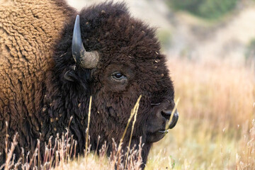 American Bison